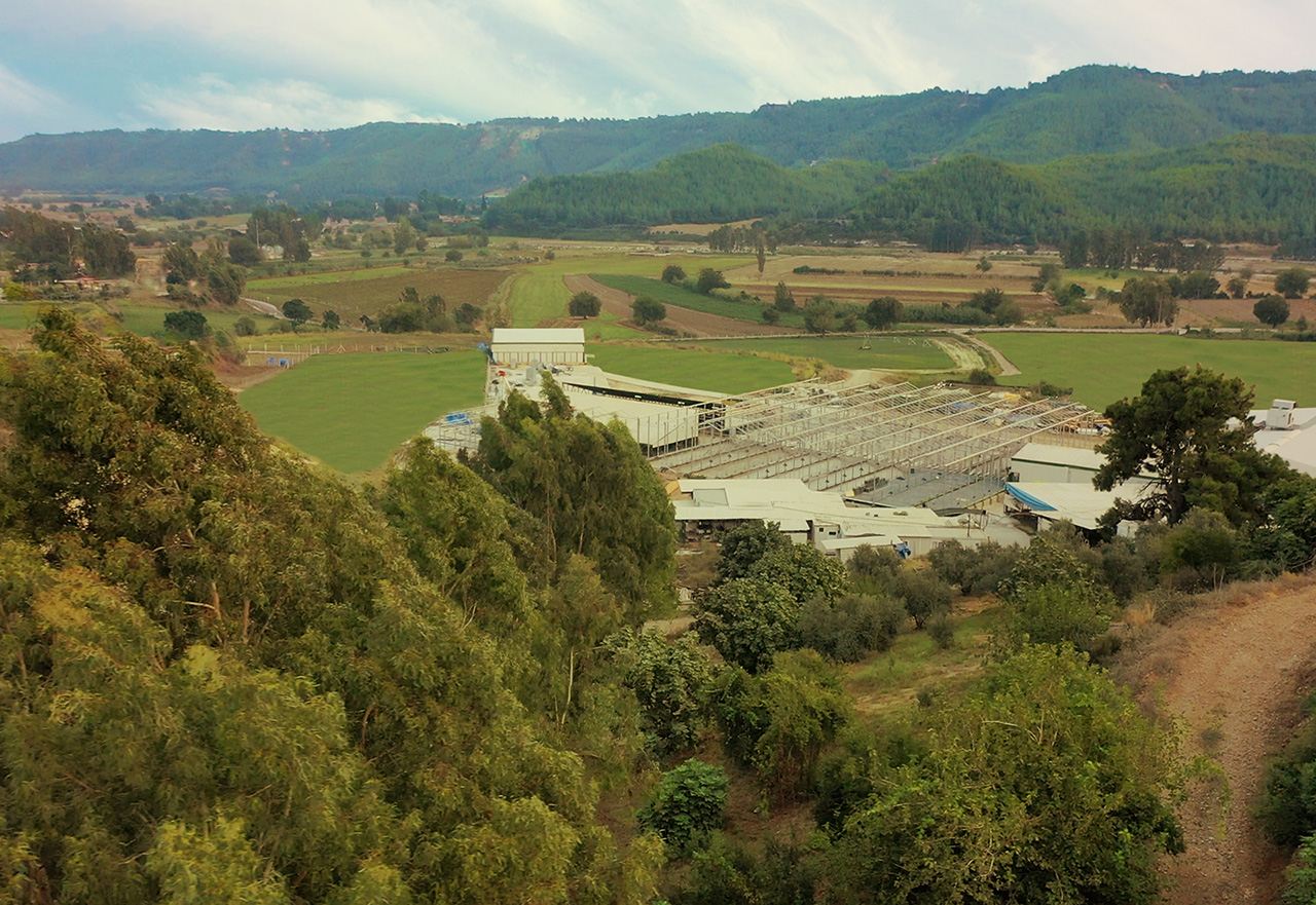 ketçi
